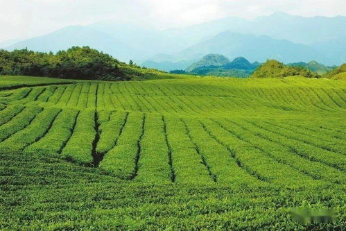 梵凈茶香天下，江口抹茶飄香世界——農副產品銷售的嶄新篇章