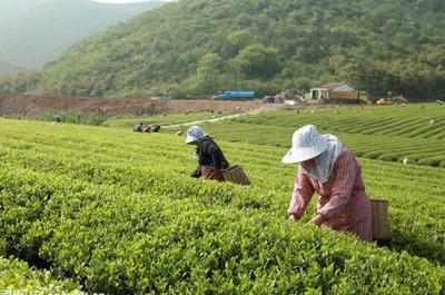 草根“茶人”羅平琴 茶山種出致富夢，年入40萬的創業心路