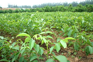 鄒各莊果品批發市場服務部