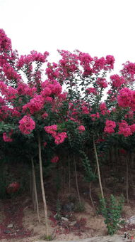 南陽(yáng)玉蘭苗木花卉種植專業(yè)合作社