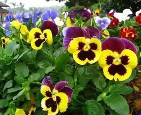 秋天也要芳香四溢,盤點(diǎn)適合在秋季種植的花卉