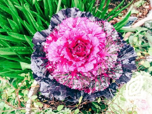 植培施 羽衣甘藍(lán)Brassica oleracea var. 一 二年生草本花卉栽培手冊(cè)