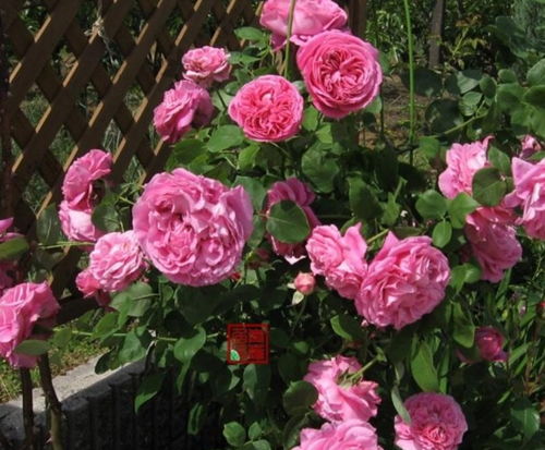 這種 花 一開,就沒有花能美過(guò)它,開得越來(lái)越漂亮