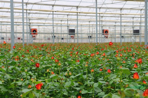 數(shù)說(shuō)云花 云南省花卉產(chǎn)業(yè)發(fā)展報(bào)告出爐