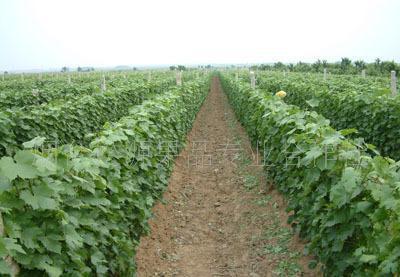 苗木信息|2010年綠化苗木價格(圖)