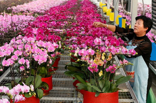 山東即墨 鮮花芬芳 俏銷市場