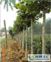 綠化苗木 大葉女貞 法桐_農副產品_世界工廠網(wǎng)中國產品信息庫