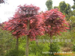 瀏陽市柏加鎮(zhèn)青豐苗圃 綠化苗木產品列表