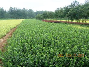 芝櫻批發(fā)商 供應山東有品質的苗木,芝櫻批發(fā)商 供應山東有品質的苗木生產廠家,芝櫻批發(fā)商 供應山東有品質的苗木價格