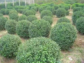 盤點苗木產業(yè)從 興 到 衰 ,中小苗圃的未來在哪里