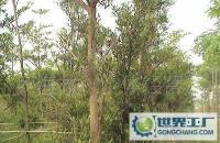 大量0 綠化樹(shù) 苗木價(jià)格_大量0 綠化樹(shù) 苗木廠家_世界工廠網(wǎng)產(chǎn)品信息庫(kù)