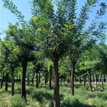 2019綠化苗木價(jià)格 報(bào)價(jià) 綠化苗木批發(fā) 第29頁(yè) 園林網(wǎng)