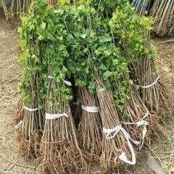 威海綠化苗木多少錢