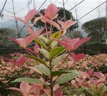 【南京新產品五彩桂花苗、鴻林苗木(圖)、五彩桂花圖片】價格,廠家,圖片,工程承包,常州鴻林苗木專業合作社chun銷售部-中國行業信息網