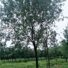 2019綠化苗木價格 報價 綠化苗木批發 第29頁 園林網