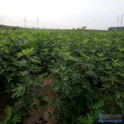 【無花果廠家耐濕耐寒耐瘠薄中農(nóng)矮生無花果苗】泰安高新區(qū)旺運(yùn)苗木中心 - 產(chǎn)品庫