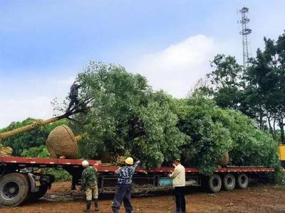 上海迪士尼1年盈利,無(wú)奈中國(guó)同行虧損中混戰(zhàn)!