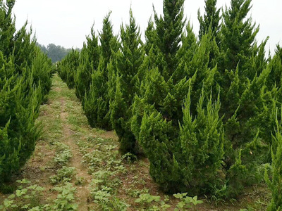 園林綠化平臺(tái)_綠化苗木供應(yīng)_綠化苗木求購(gòu)信息_園林綠化苗木價(jià)格_園林信息化