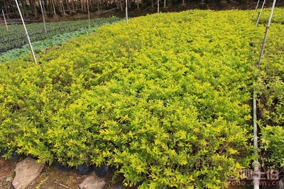 【黃金葉種植基地、基地直銷、質(zhì)優(yōu)價(jià)廉】綠化苗木,價(jià)格,廠家,供應(yīng)商,花木,龍海市東泗興輝園藝場(chǎng) - 產(chǎn)品庫