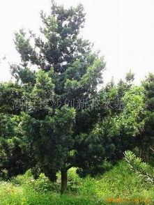 湖南苗木花木批發(fā)廠家價(jià)格 湖南苗木花木生產(chǎn)廠家