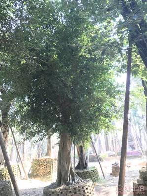 【小葉榕苗木直轄、品質保證、最新報價】綠化苗木,價格,廠家,供應商,花木,龍海市東泗興輝園藝場 - 產品庫