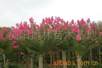 【綠化設計圖中的喬木與灌木之分】價格、產(chǎn)品供應,綠化設計圖中的喬木與灌木之分廠家批發(fā)-1024商務網(wǎng)