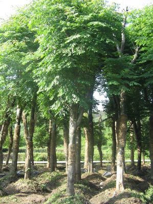 北京欒樹價格_北京欒樹產(chǎn)地_北京欒樹綠化苗木苗圃基地