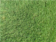 郴州市蘇仙區(qū)湘綠草皮苗木基地產(chǎn)品展示