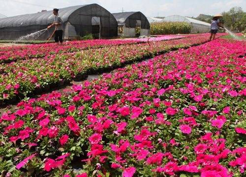 貴陽市今年苗木價格同比上漲10%--貴州頻道--人民網(wǎng)