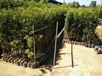 【羅漢松培養基地、羅漢松小苗直銷、質優價廉】綠化苗木,價格,廠家,供應商,花木,龍海市東泗興輝園藝場 - 產品庫