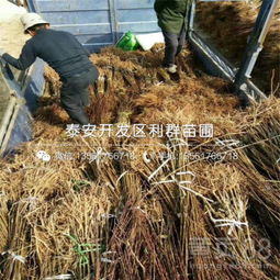 【新梨7號梨苗批發基地、新梨7號梨苗多少錢一棵】-