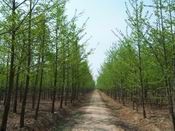 供應山東銀杏苗木,優質銀杏苗木,銀杏樹_紡織、皮革_世界工廠網中國產品信息庫