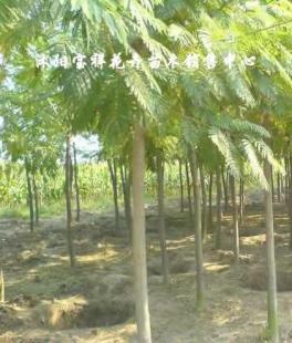 供應綠化苗木:低價出售各種合歡、銀杏、廣玉蘭等_農副產品_世界工廠網中國產品信息庫