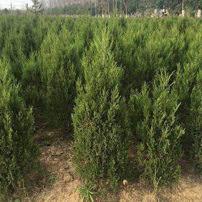 側柏杯苗側柏球30公分側柏苗木基地