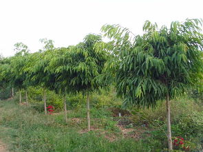 云南 加強領(lǐng)導 強化服務 紅河州觀賞苗木產(chǎn)業(yè)異軍突起