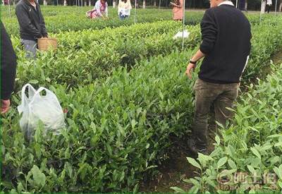 【廣元茶葉苗批量出售#茶葉苗批發(fā)基地】茶樹苗,價格,廠家,供應商,其他農(nóng)業(yè),雅安市名山區(qū)惠農(nóng)苗木種植農(nóng)民專業(yè)合作社 - 產(chǎn)品庫