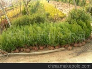 色塊類苗木供應(yīng)商及批發(fā)市場(chǎng)概覽