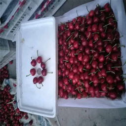 克拉瑪依市矮化櫻桃苗低價熱銷，品質(zhì)保障助力林業(yè)種植