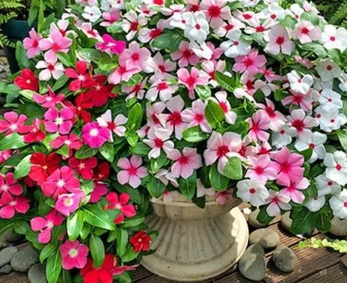 花期超長的4種花卉，一開花就是大半年，還好養(yǎng)