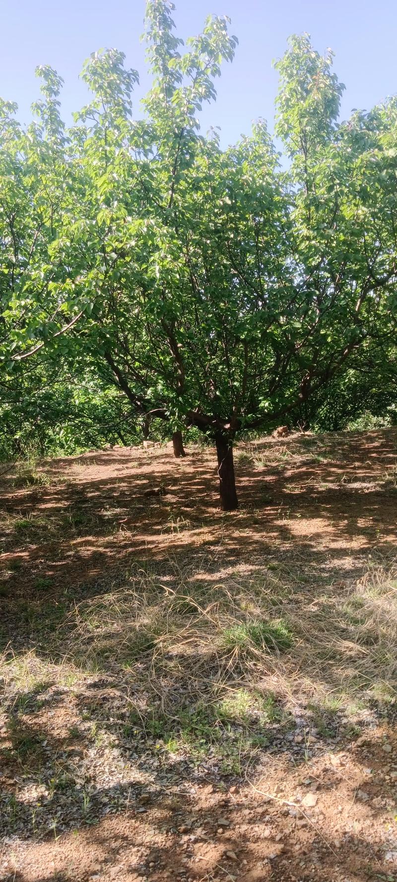 全網(wǎng)尋覓苗木有緣人，優(yōu)質(zhì)山杏樹(shù)大量現(xiàn)貨，規(guī)格齊全，共繪花卉種植新藍(lán)圖