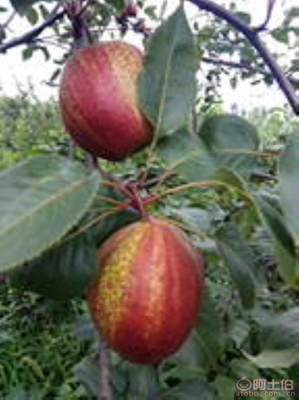 黃金梨苗種植與管理指南 栽種時(shí)間、水肥控制與生長(zhǎng)表現(xiàn)