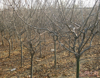 泰安青聯(lián)苗木 專(zhuān)業(yè)供應(yīng)優(yōu)質(zhì)垂絲海棠，打造高性?xún)r(jià)比綠化方案