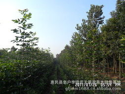 惠民縣皂戶(hù)李鎮(zhèn)藍(lán)天景觀苗木銷(xiāo)售基地 綠化苗木產(chǎn)品與花卉種植指南