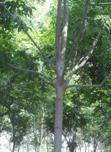 綠化苗木產(chǎn)品圖鑒 精選147種苗木圖片及信息速覽